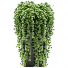 Senecio Rowleyanus - 20-30cm (Incl. Pot)